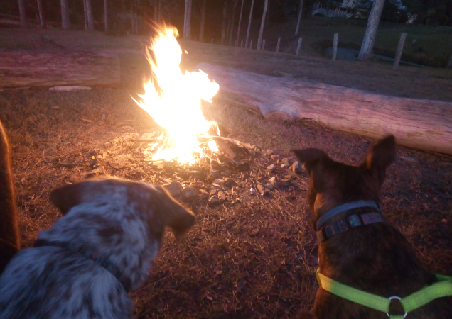 Ivory and Buddy camping